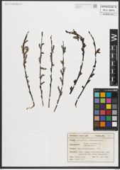 Foto von Salix purpurea L.